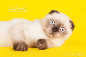 Scottish Fold chocolate tabby point kitten Dobby of Simba Iceberg (3 months 1 week old - 01.05.2013) (2)