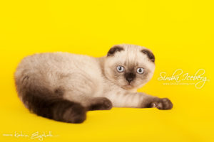 Scottish Fold chocolate tabby point kitten Dobby of Simba Iceberg (3 months 1 week old - 01.05.2013) (3)