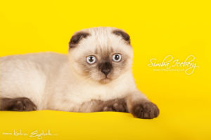 Scottish Fold chocolate tabby point kitten Dobby of Simba Iceberg (3 months 1 week old - 01.05.2013) (4)