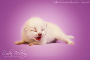 Scottish Fold chocolate tabby point kitten Dobby of Simba Iceberg (5 days old - 25.01.2013)
